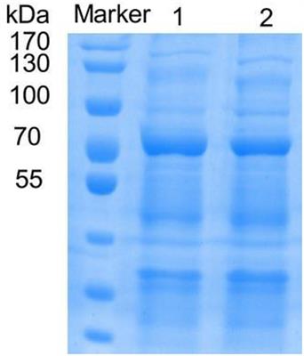 Biochemical Characterization of a Novel Bacterial Laccase and Improvement of Its Efficiency by Directed Evolution on Dye Degradation